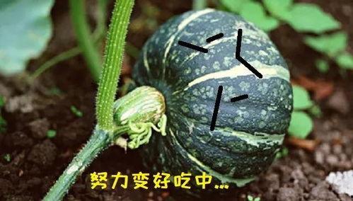 最胖的吃瓜