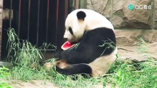 吃呗呗瓜会胖吗