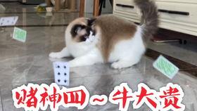猫吃瓜群众搞笑视频,猫界搞笑视频集锦