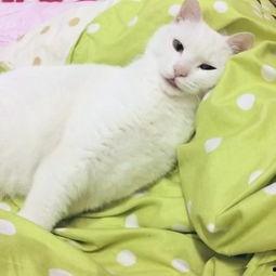 小胖子吃瓜卡通,趣味横生的卡通故事