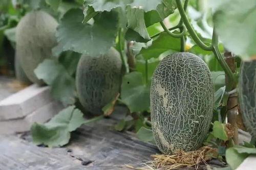 哪些地方吃瓜,一起吃瓜畅游中国