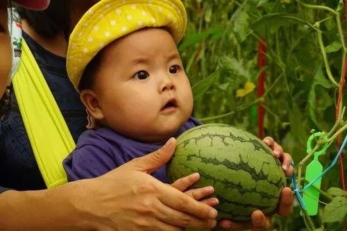 吃瓜群群背景,网络社交的趣味与争议