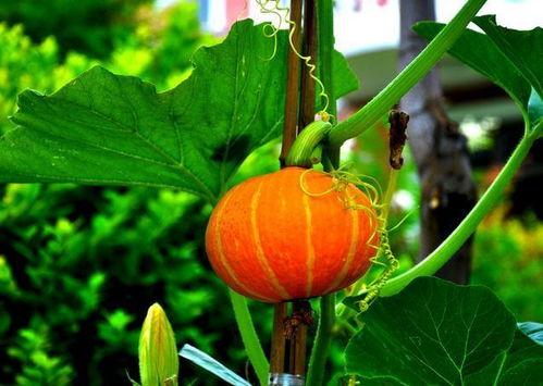 吃兰瓜止泻吗,天然止泻良方揭秘